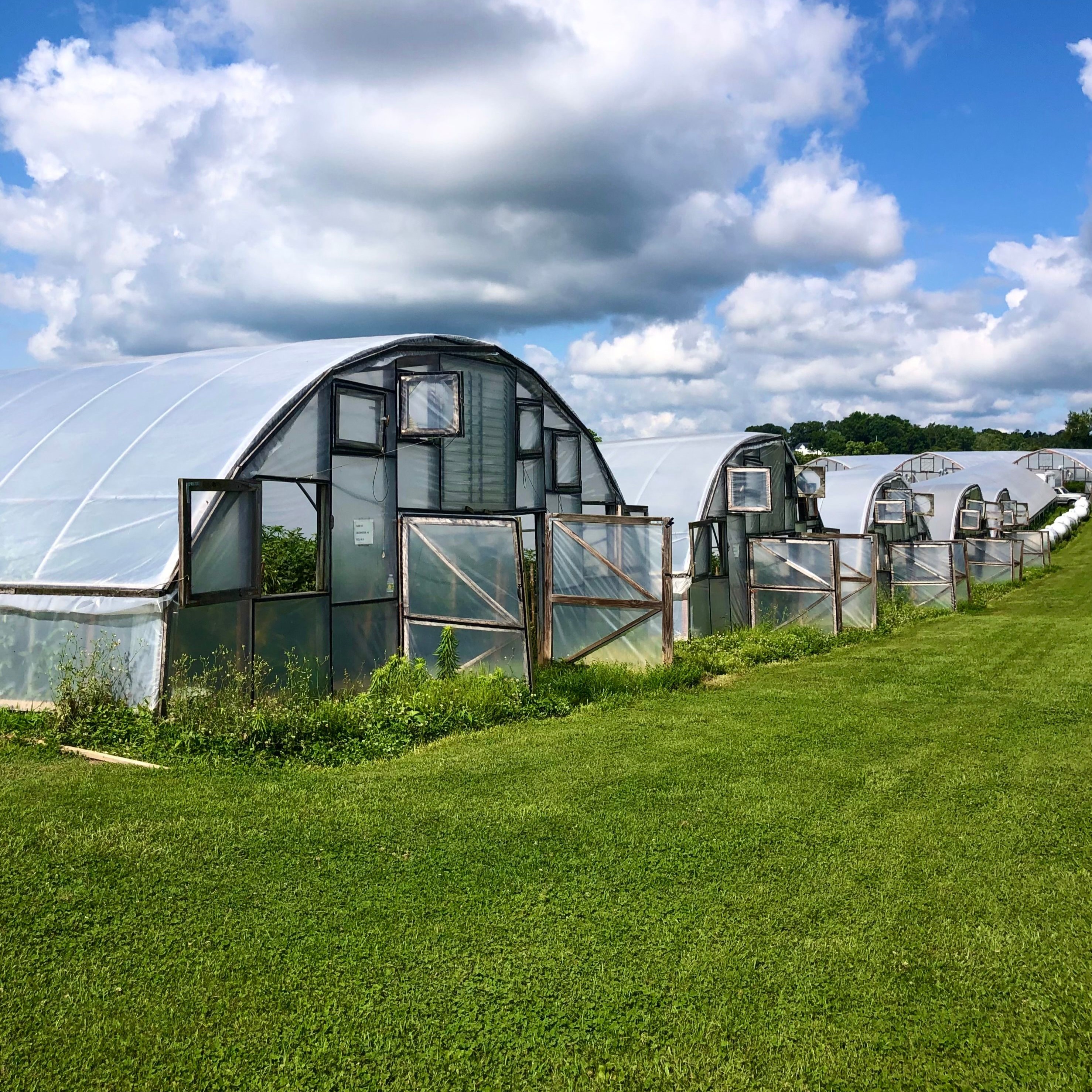 Rows of polytunnel greenhouses